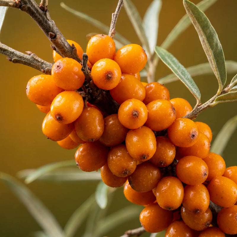 Close-up of fresh orange sea buckthorn berries on a branch, a key botanical ingredient in BOTANĒ natural skincare. product image