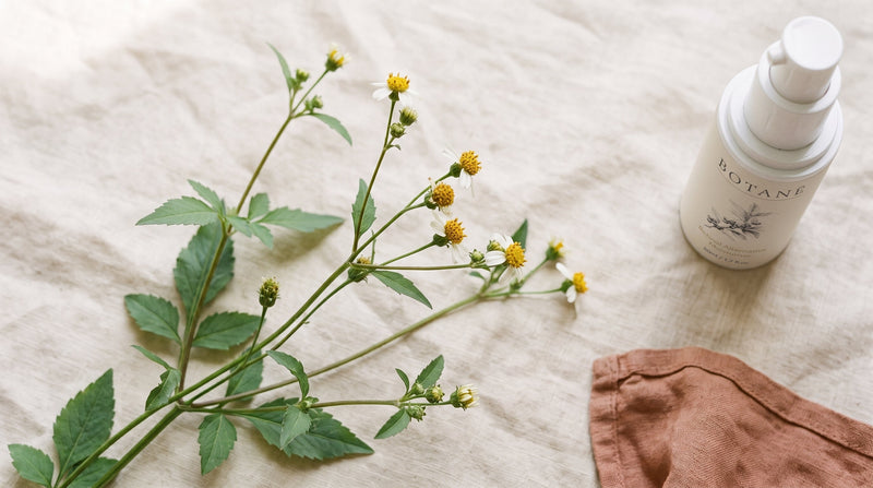 Bidens pilosa sprigs with small white and yellow flowers lying on cream linen, next to a white airless pump bottle and a terracotta linen cloth.