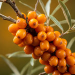 Close-up of fresh orange sea buckthorn berries on a branch, a key botanical ingredient in BOTANĒ natural skincare. thumbnail 8
