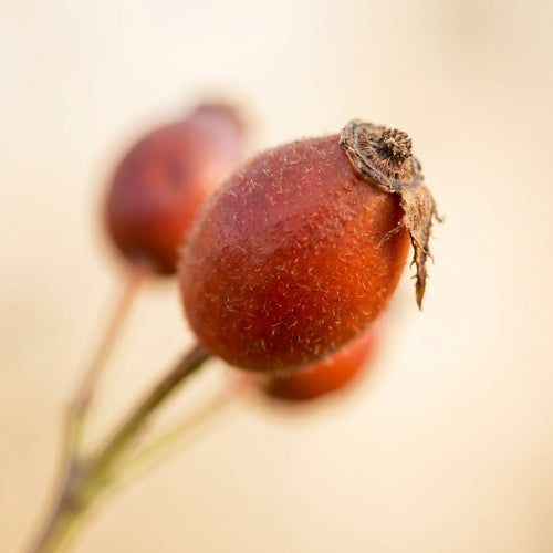 Close-up photograph of ripe red rosehips, a key botanical ingredient for BOTANĒ natural skincare.